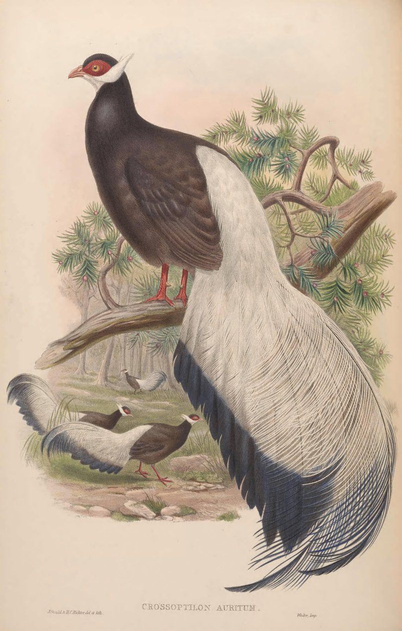 Crossoptilon auritum od John Gould