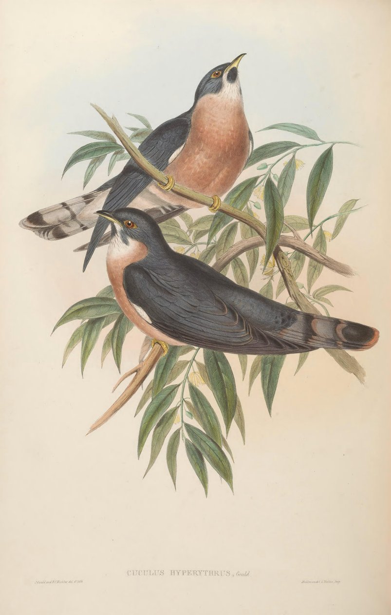 Cuculus hyperythrus = Hierococcyx hyperythrus od John Gould