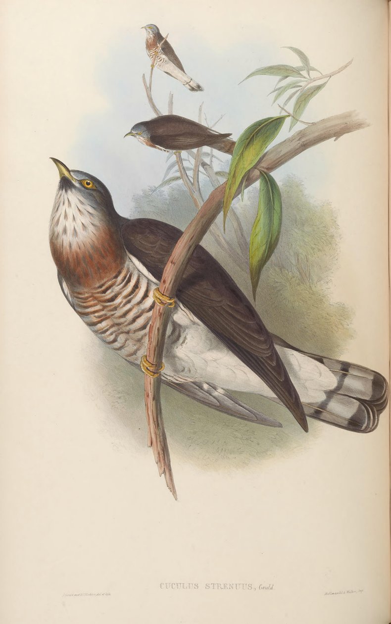 Cuculus energický = Hierococcyx sparverioides od John Gould