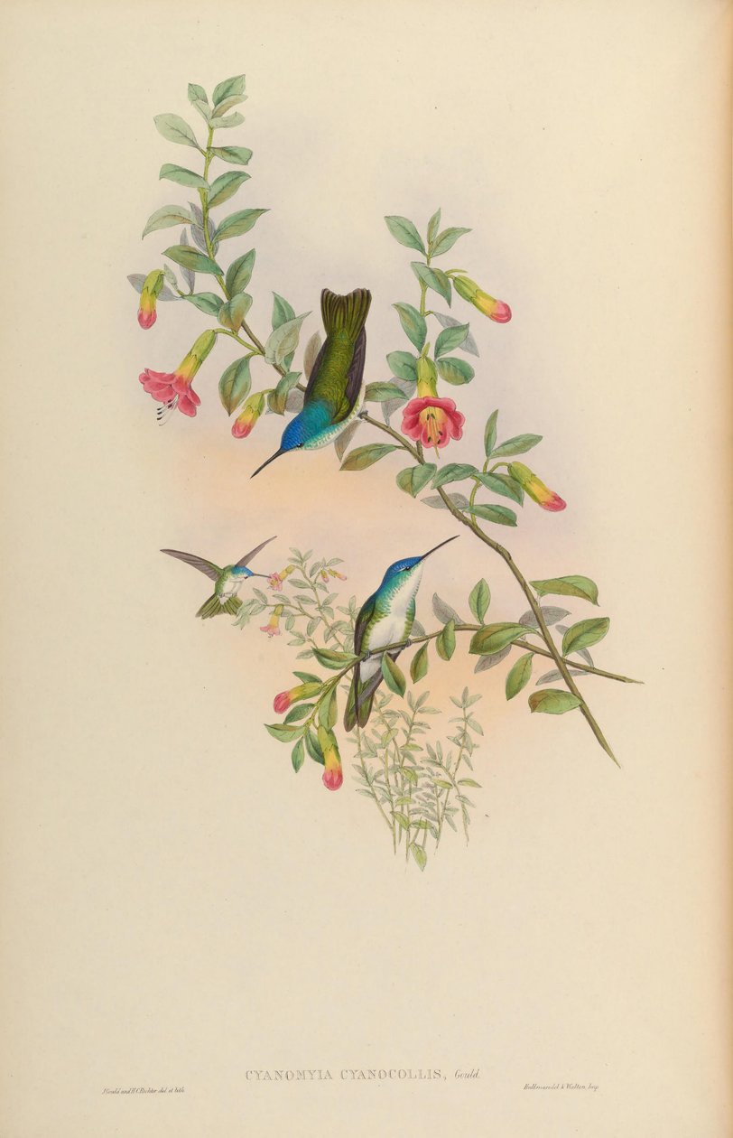 Cyanomyia cyanicollis = Amazilia franciae cyanicollis od John Gould