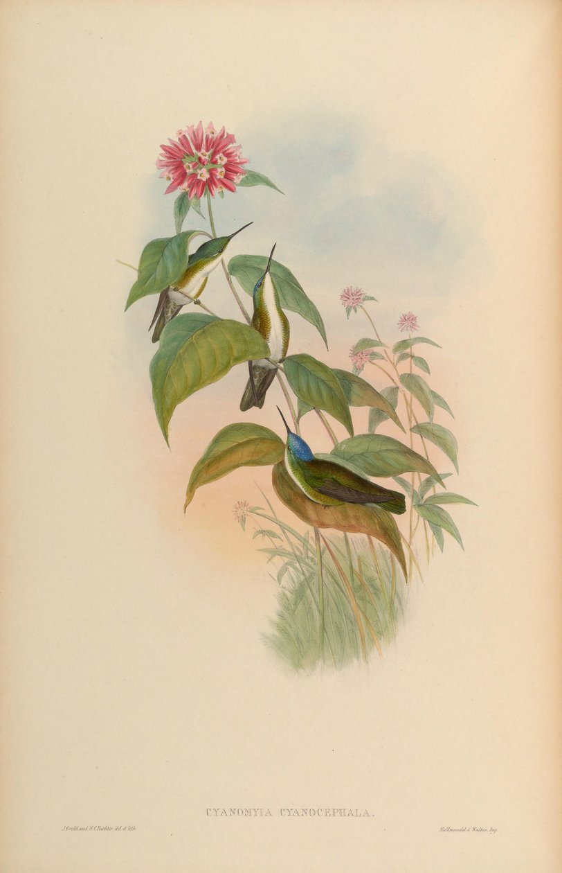 Cyanomyia cyanocephala = Amazilia cyanocephala od John Gould