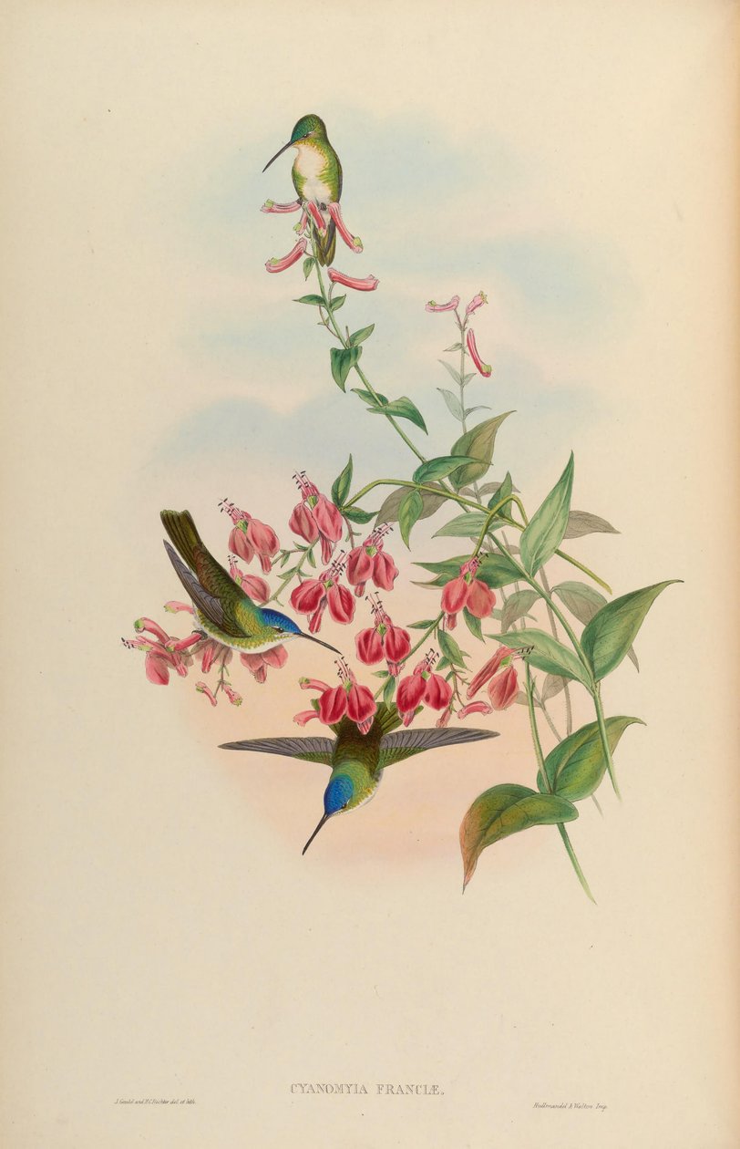 Cyanomyia franciae = Amazilia franciae od John Gould