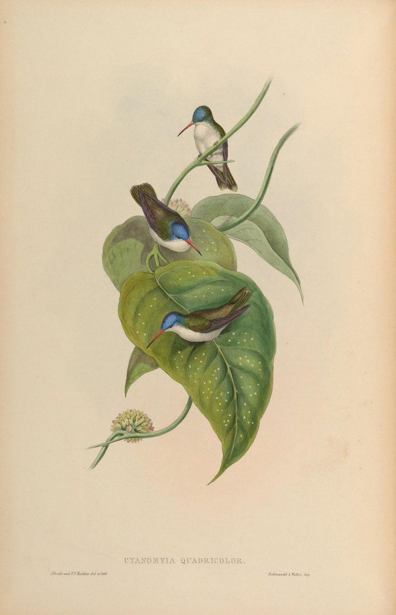 Cyanomyia quadricolor = Amazilia violiceps od John Gould