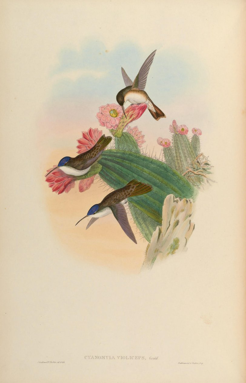 Cyanomyia violiceps = Amazilia violiceps od John Gould