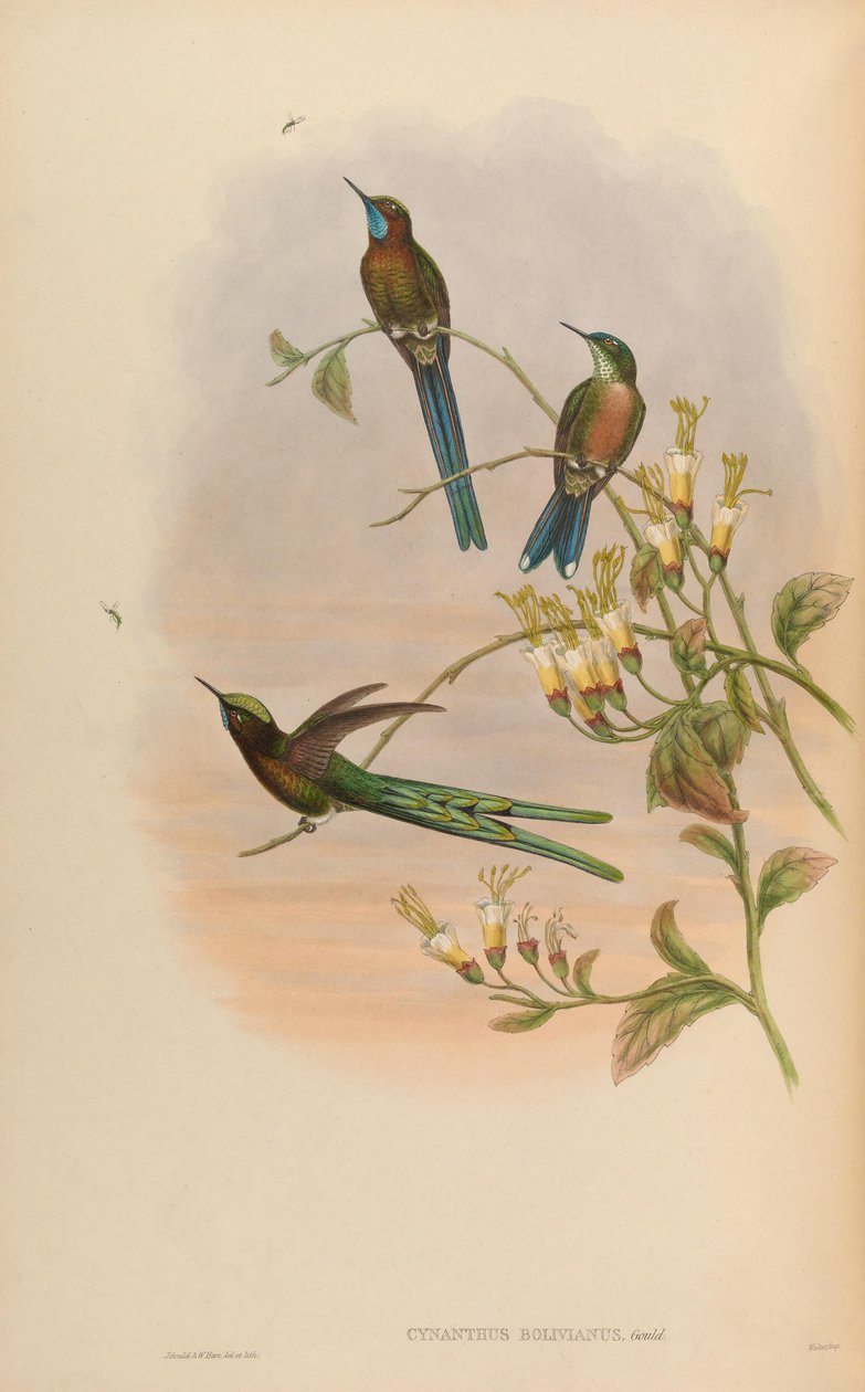 Cynanthus bolivianus = smaragd Aglaiocercus kingi od John Gould