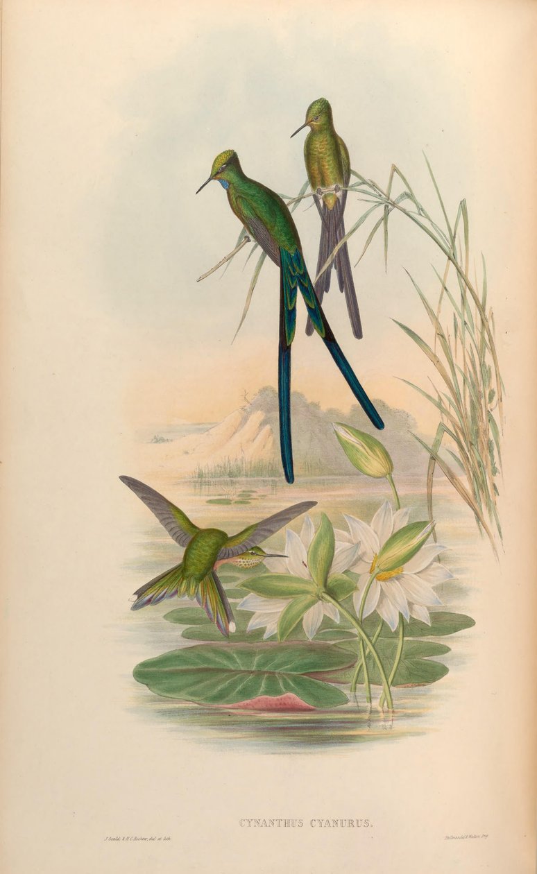 Cynanthus cyanurus = Aglaiocercus kingi od John Gould