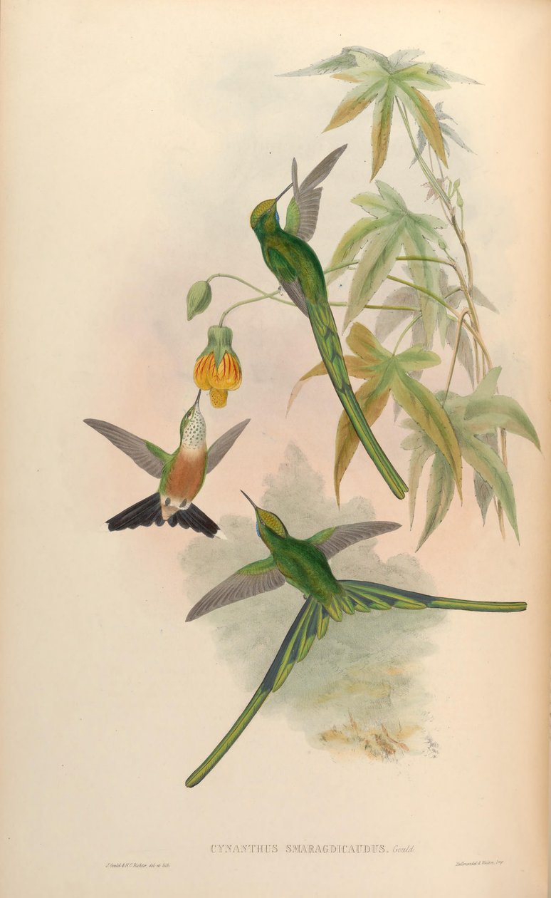 Synanthys smaragd = Emerald smaragdový král od John Gould