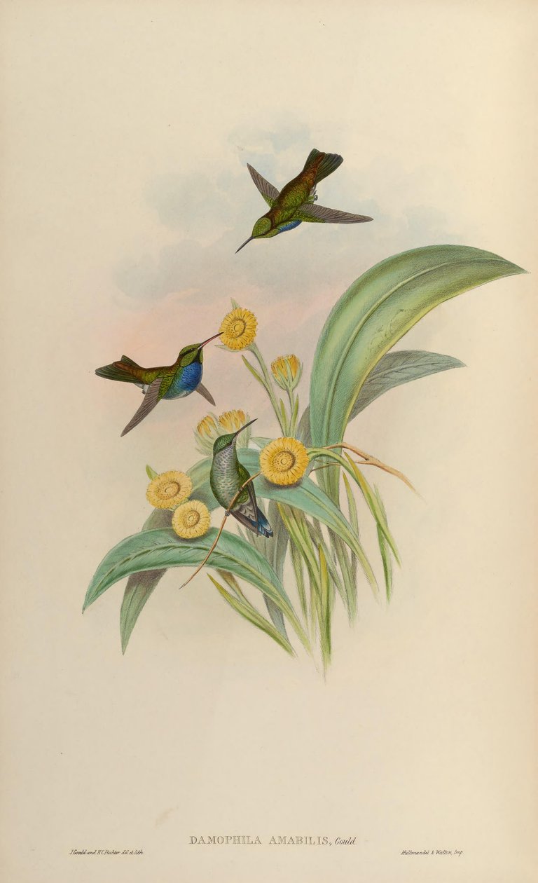 Damophila amabilis = Amazilia amabilis od John Gould