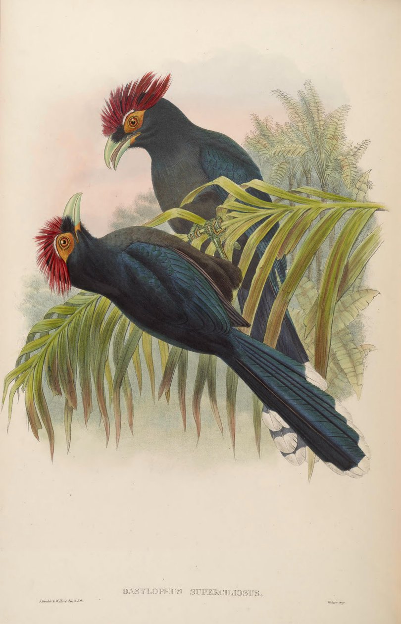 Dasylophus superciliosus od John Gould
