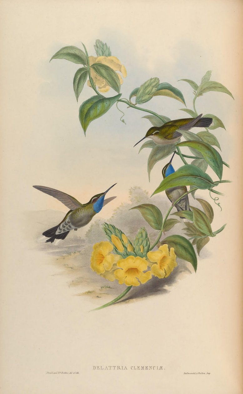 Delattria clemenciae = Lampornis clemenciae od John Gould