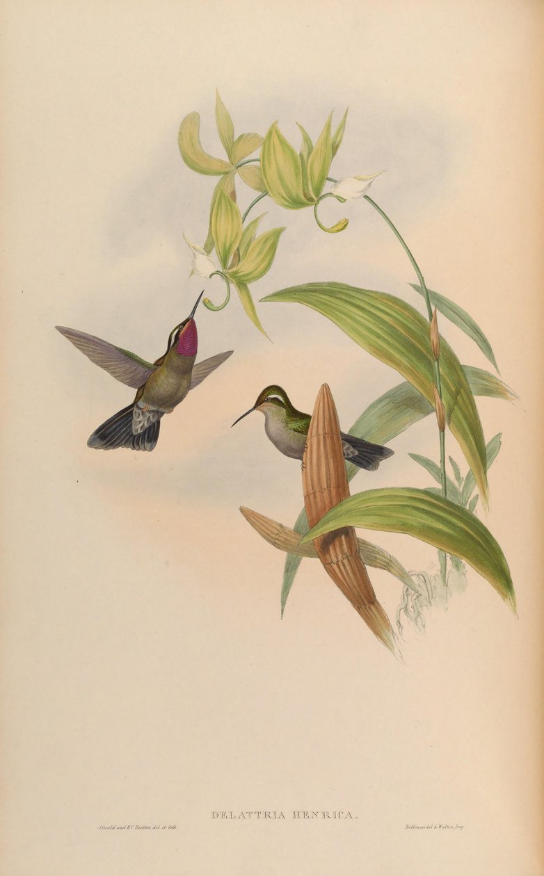 Delattria henrici = Lampornis ametystinus od John Gould