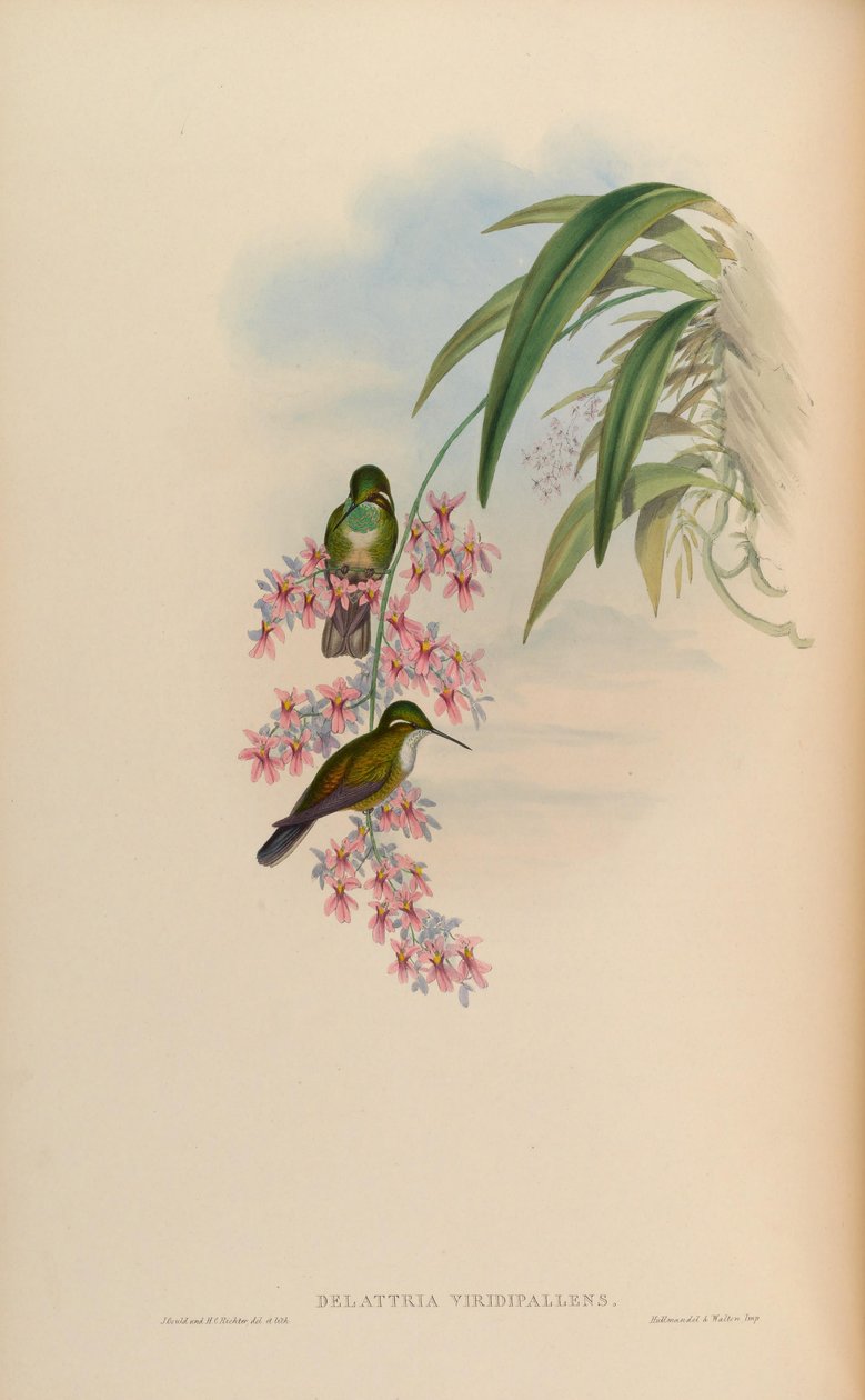 Delattria viridispallens = Lampornis od John Gould