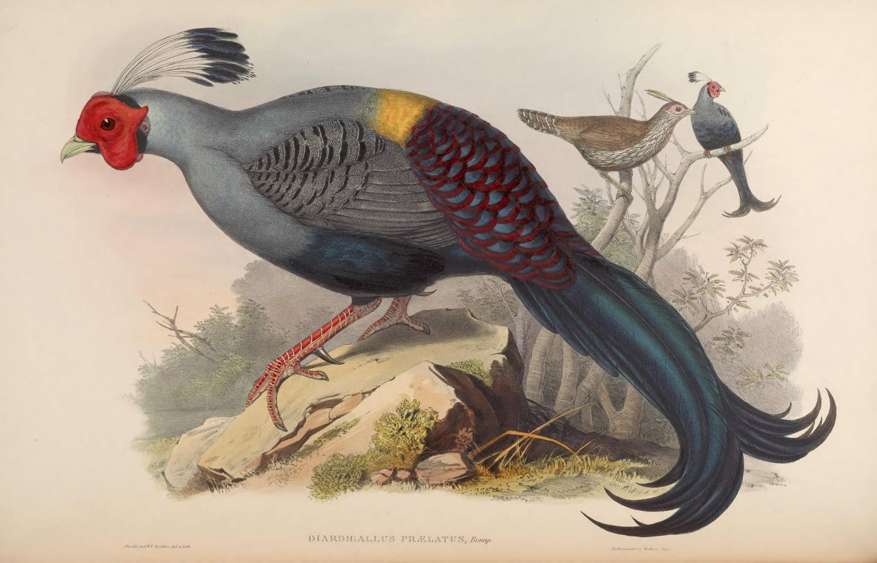 Diardigallus prelate = Lophura diardi [2] od John Gould