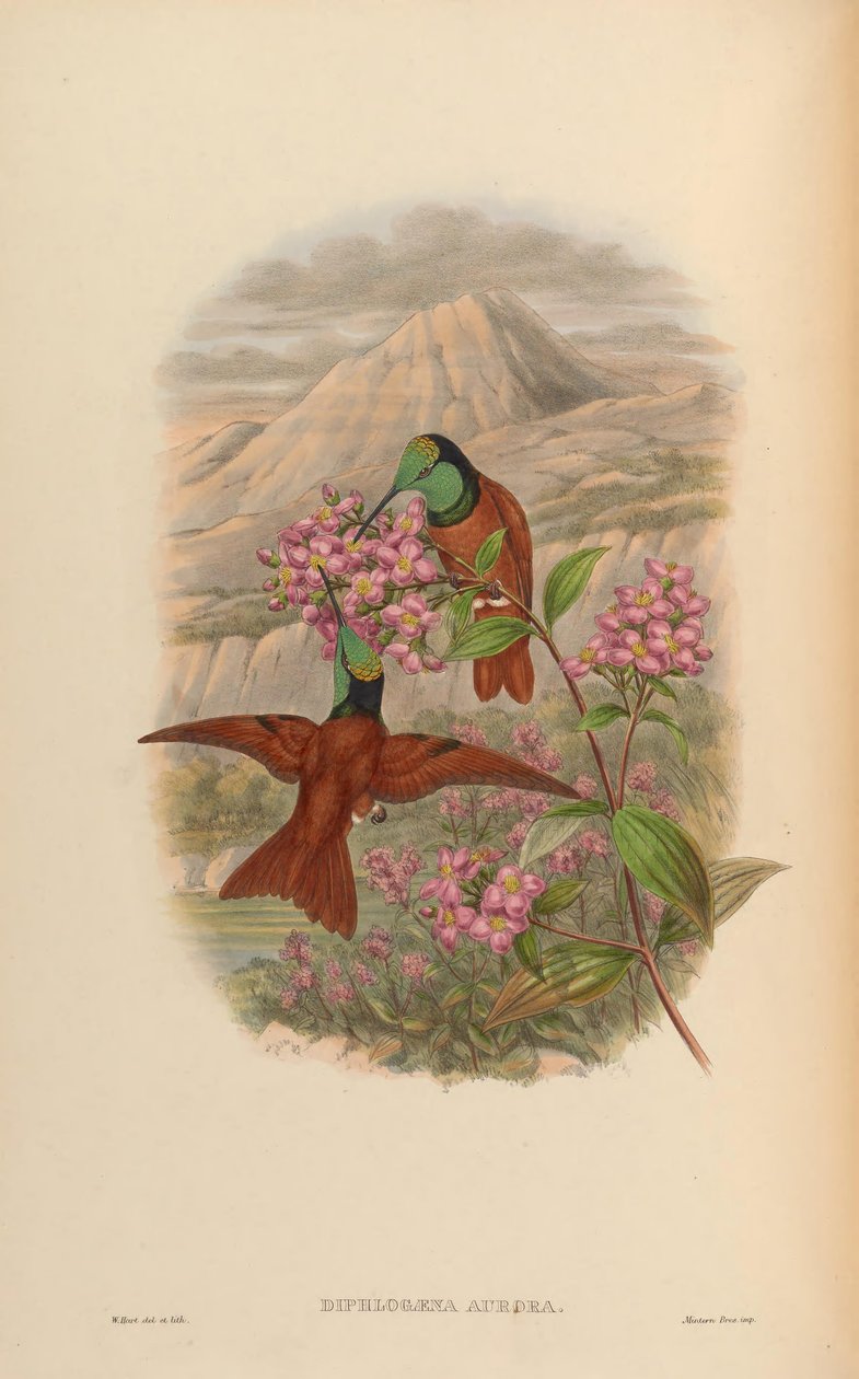 Diphlogaena aurora = Coeligena iris aurora od John Gould