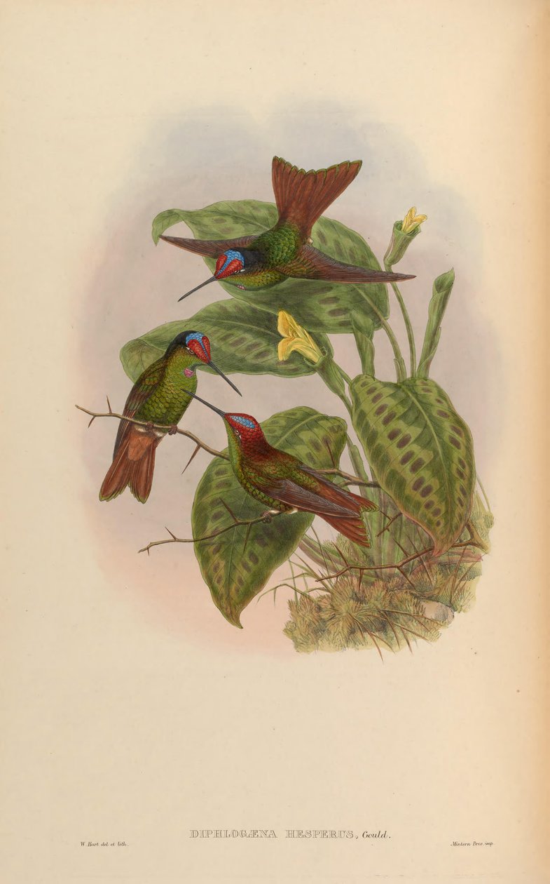 Diphlogaena hesperus = Coeligena iris hesperus od John Gould