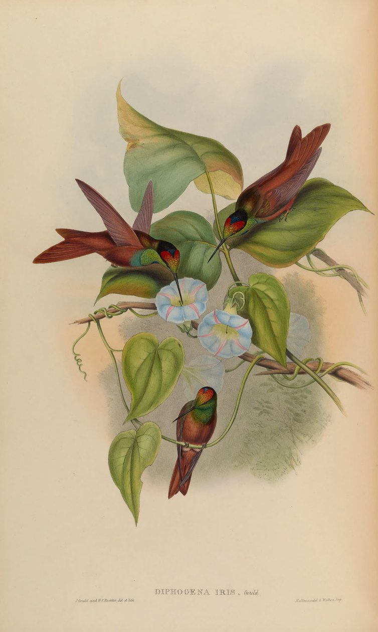 Diphogena iris od John Gould
