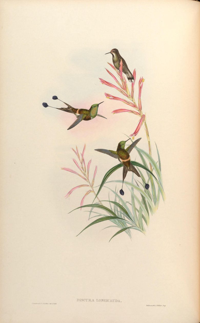 Discura longicauda = Discosura longicauda od John Gould