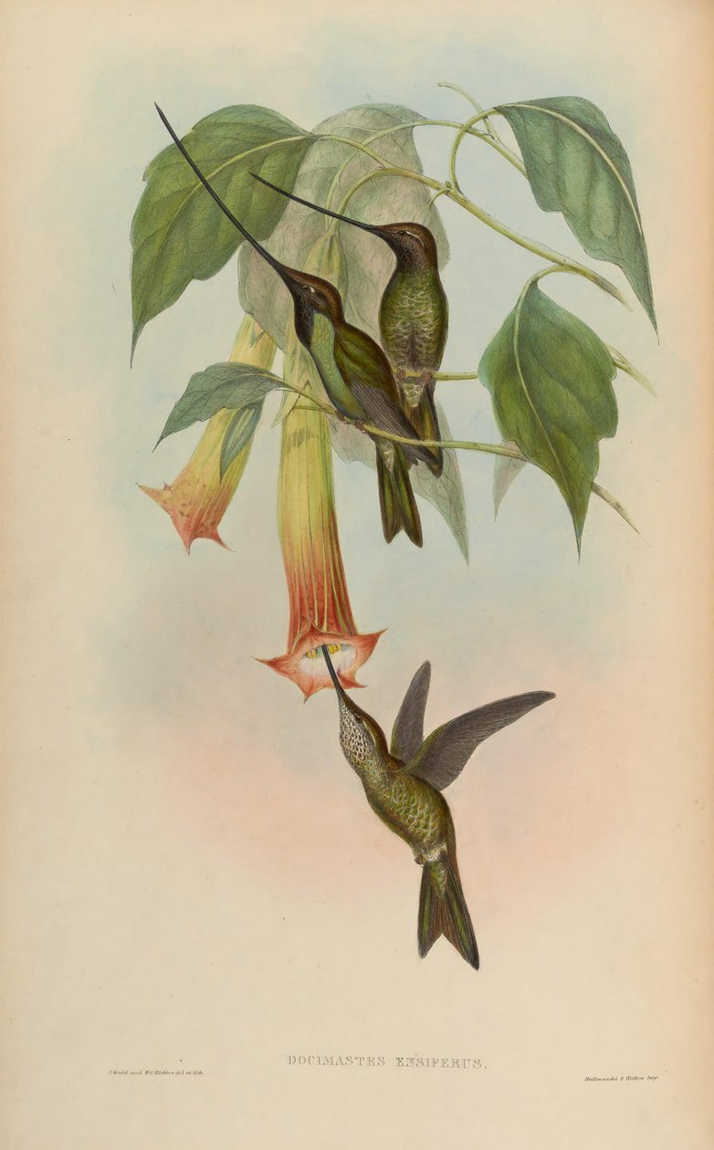 Docimastes ensiferus = Ensifera ensifera od John Gould