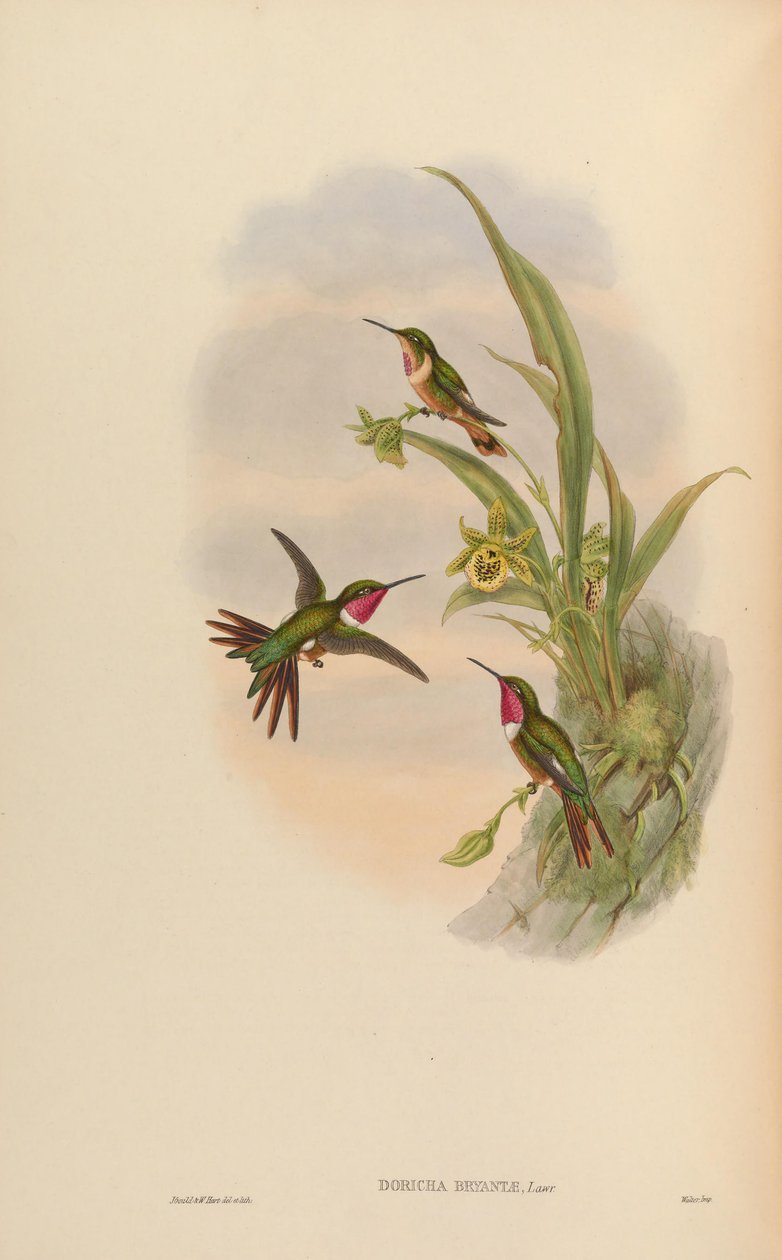 Doricha bryantae = Calliphlox bryantae od John Gould
