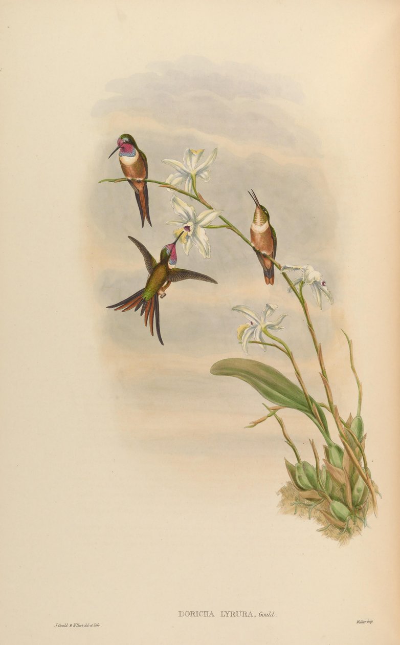 Doricha lyrura = Calliphlox evelynae od John Gould