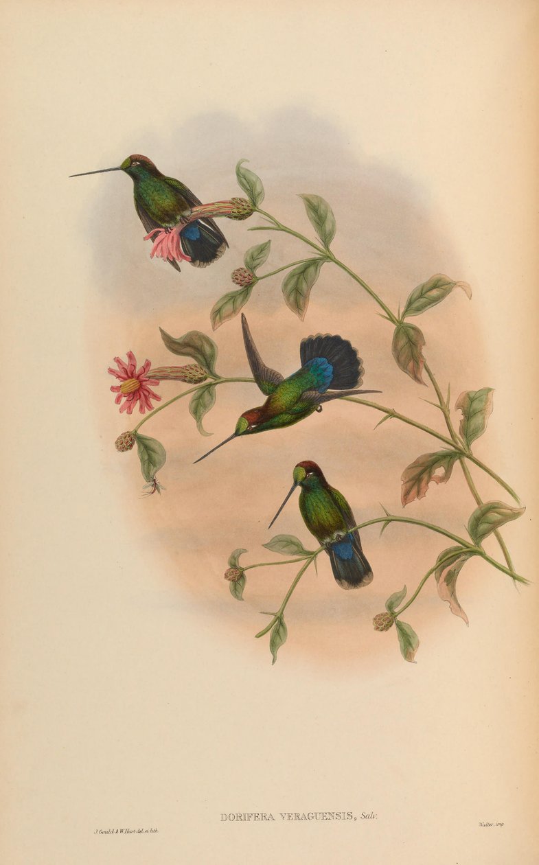 Dorifera veraguensis = Doryfera ludovicae veraguensis od John Gould