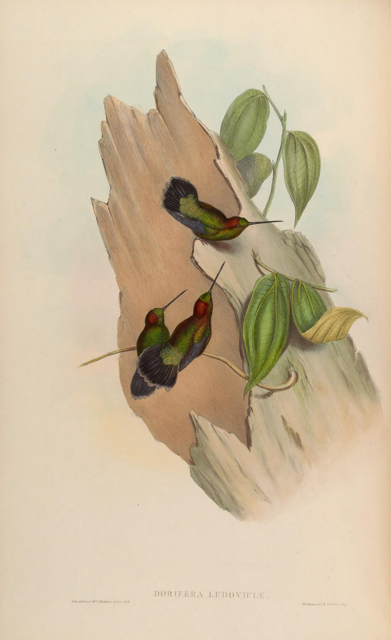 Doryfera ludoviciae od John Gould
