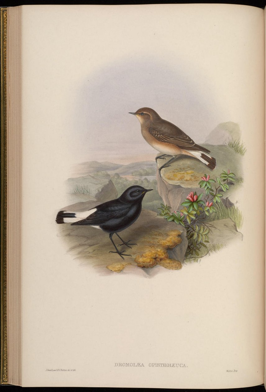 Zadní bílí běžci = zadní Oenanthe pikata bílá od John Gould