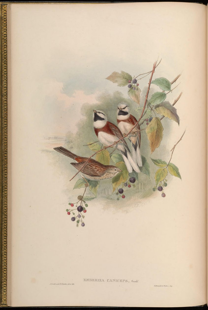 Emberiza caniceps = Emberiza stewarti od John Gould