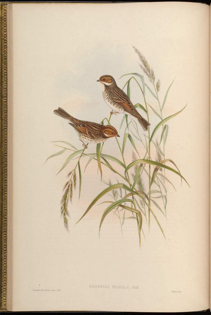 Emberiza pusilla od John Gould