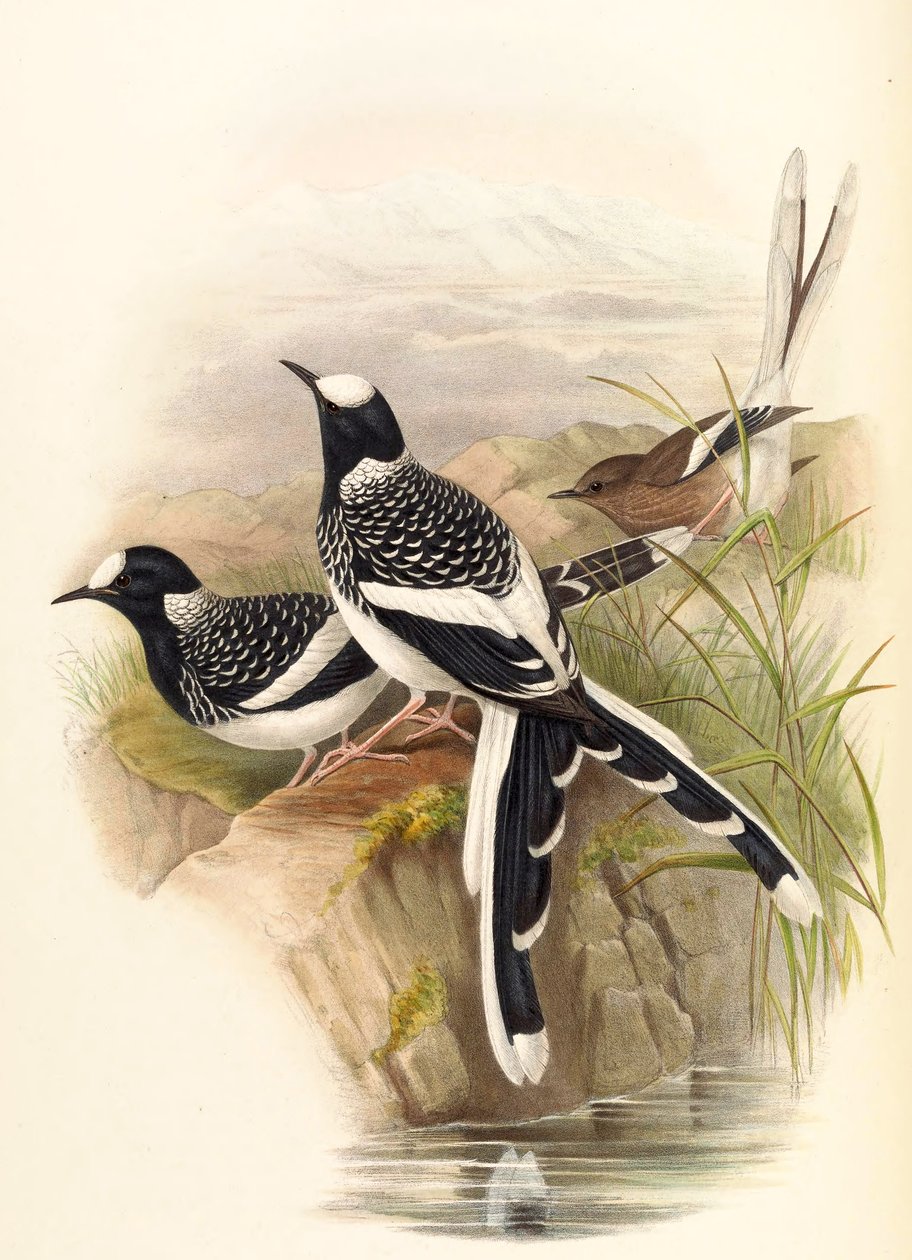 Enicurus maculatus od John Gould