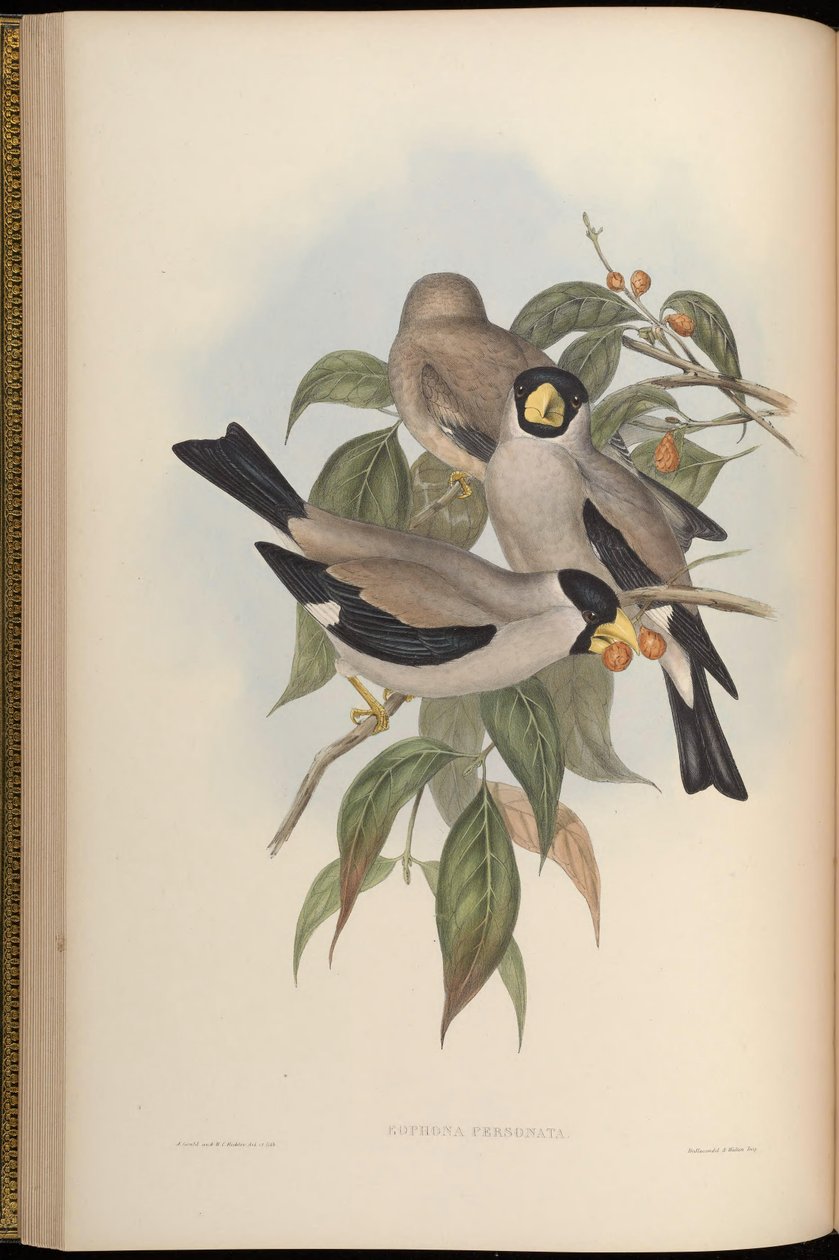 Eophona personata od John Gould