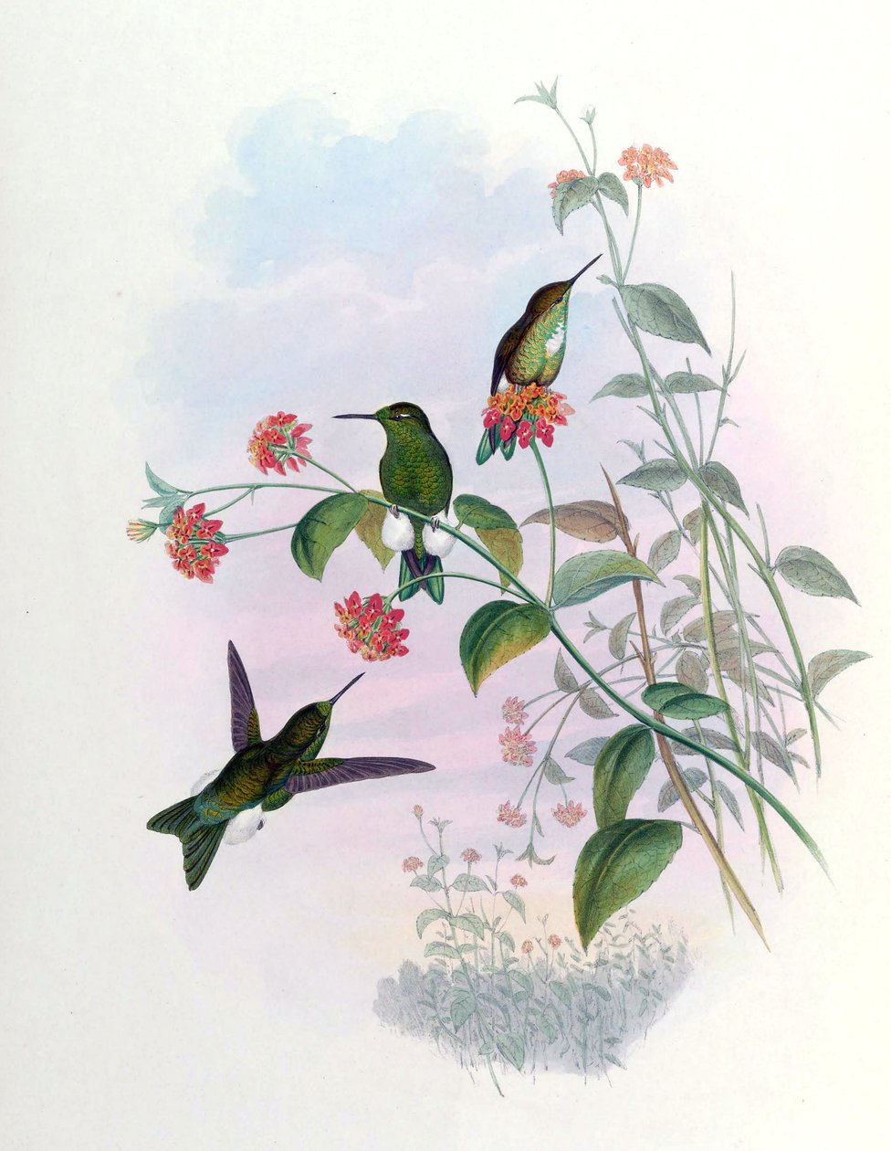Eriocnemis aline = hřích od John Gould