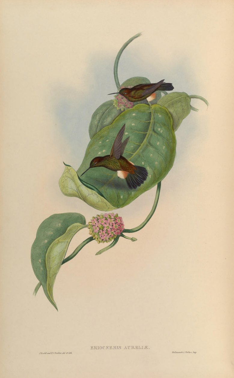 Eriocnemis pupae = Haplophaedia pupae od John Gould