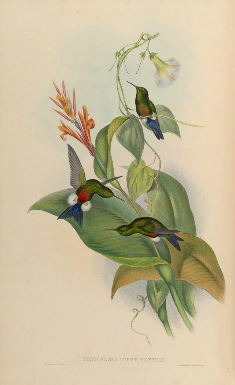 Eriocnemis cupreoventris od John Gould
