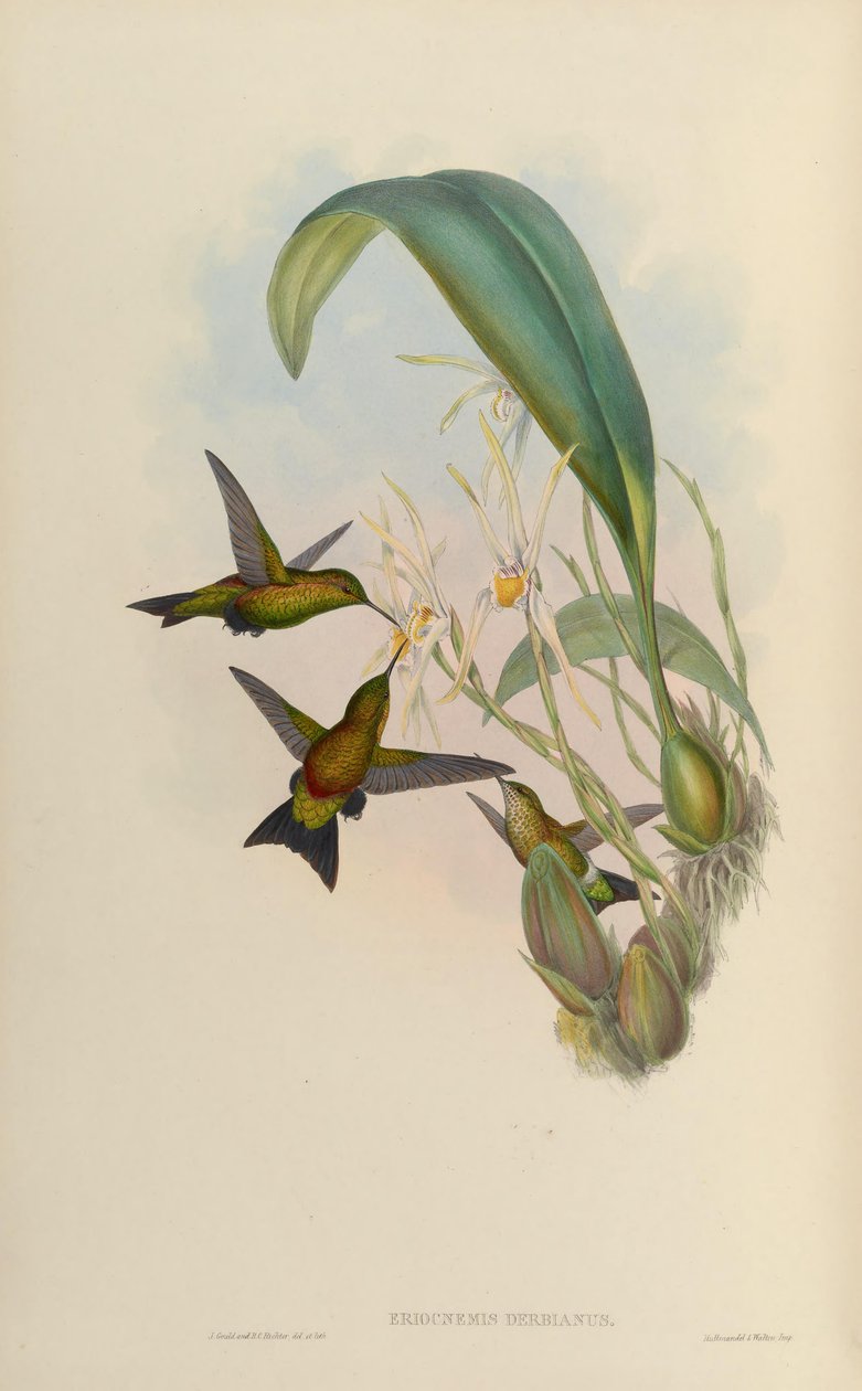 Eriocnemis derbyi od John Gould