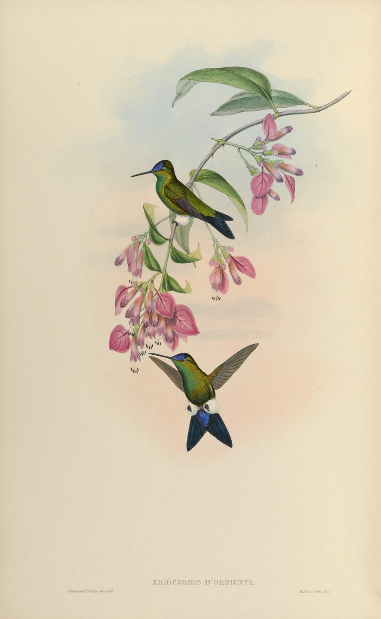 Eriocnemis dorbignyi = Eriocnemis glaucopoides od John Gould
