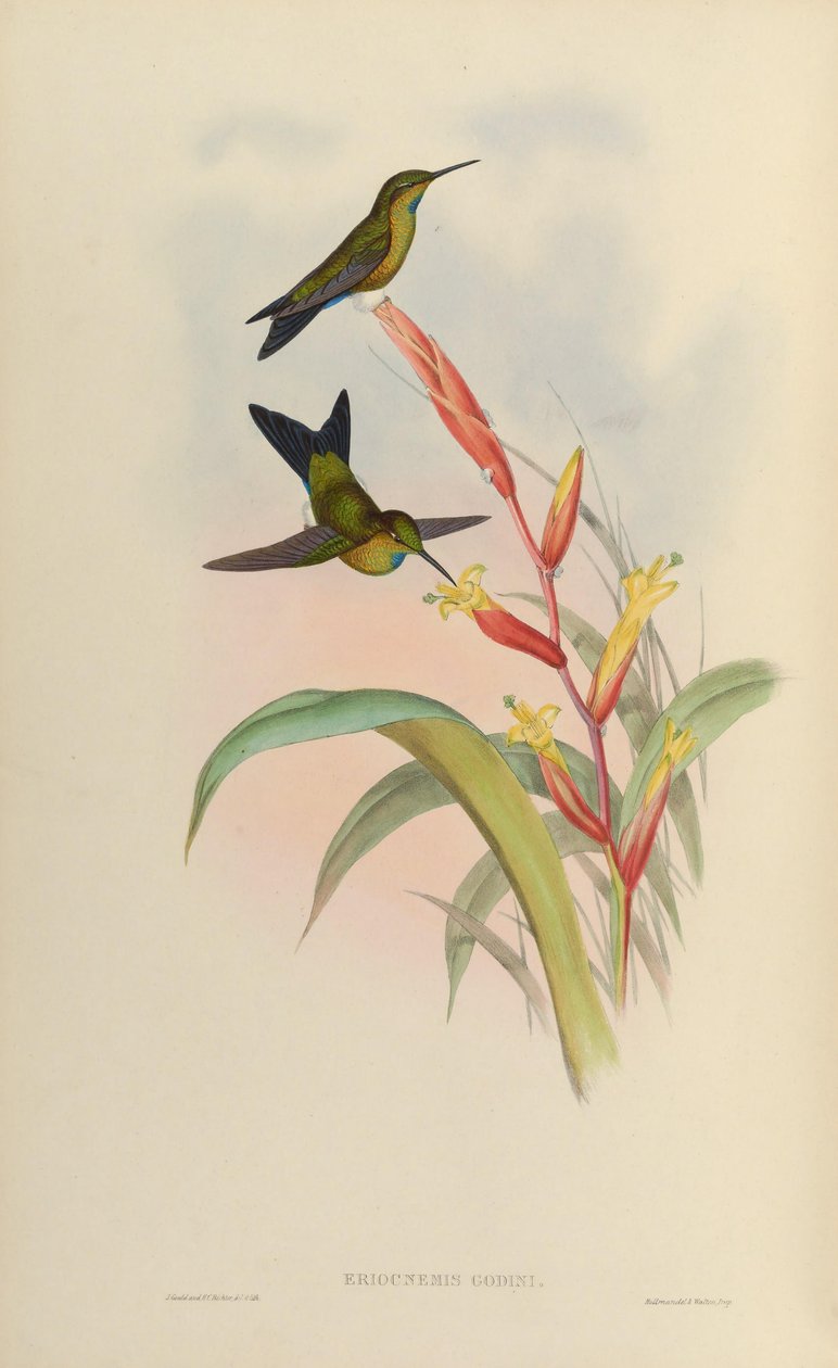 Eriotsnemis roky od John Gould