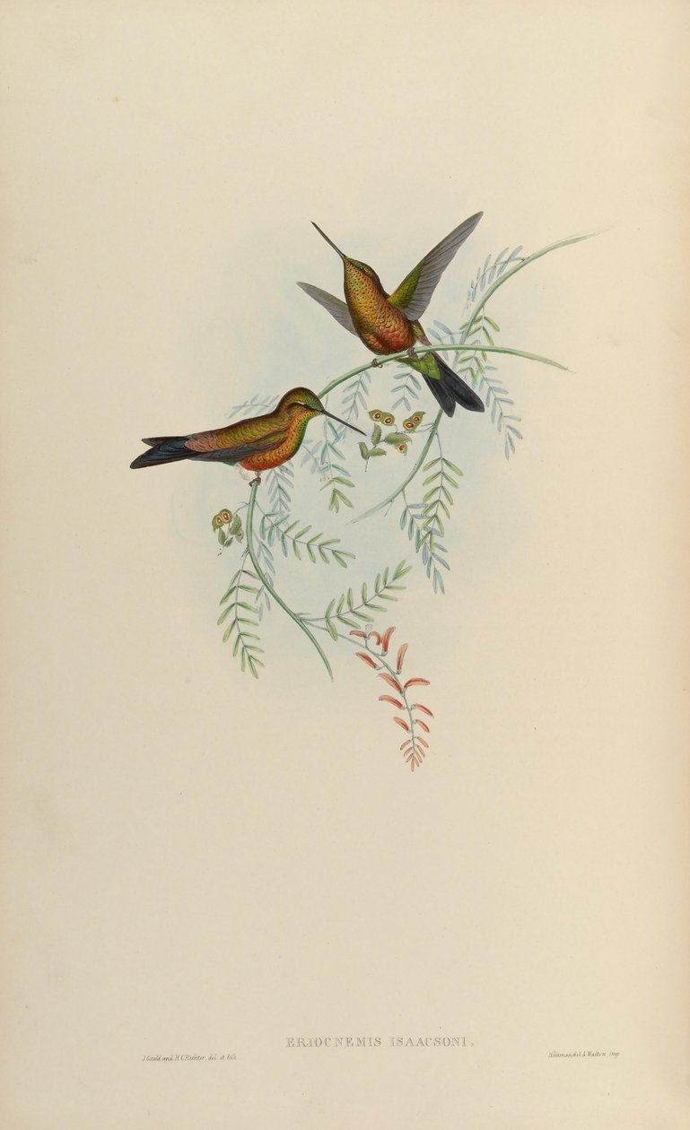 Eriocnemis isaacsoni = Eriocnemis sp. x Helianthea sp od John Gould