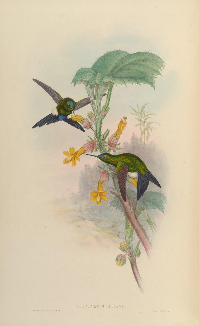 Eriocnemis luciani od John Gould