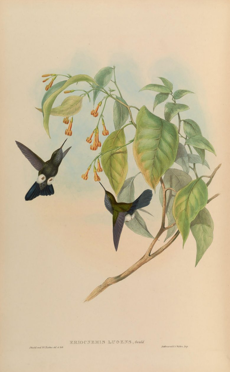 Eriocnemis lugens = Haplophaedia lugens od John Gould