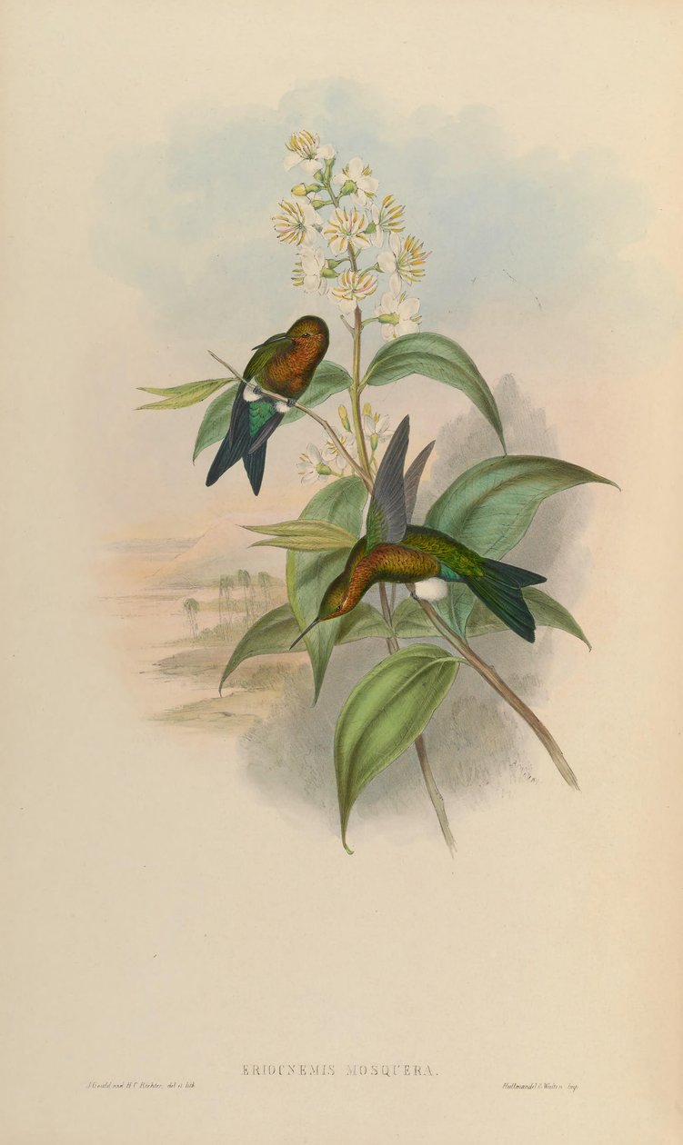 Eriocnemis mosquera od John Gould