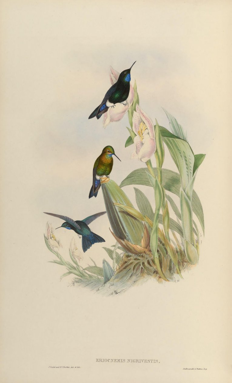 Eriocnemis nigrivestis od John Gould