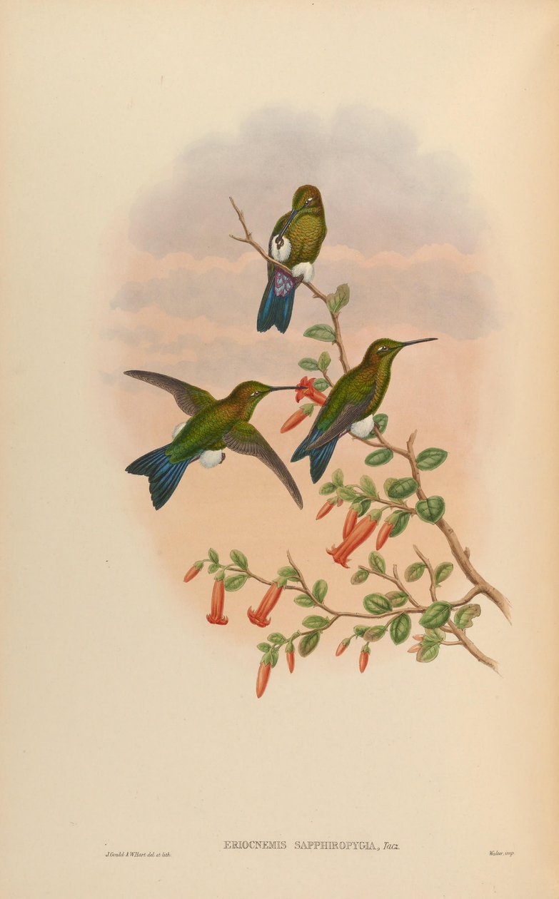 Eriocnemis sapphiropygia = Eriocnemis luciani sapphiropygia od John Gould
