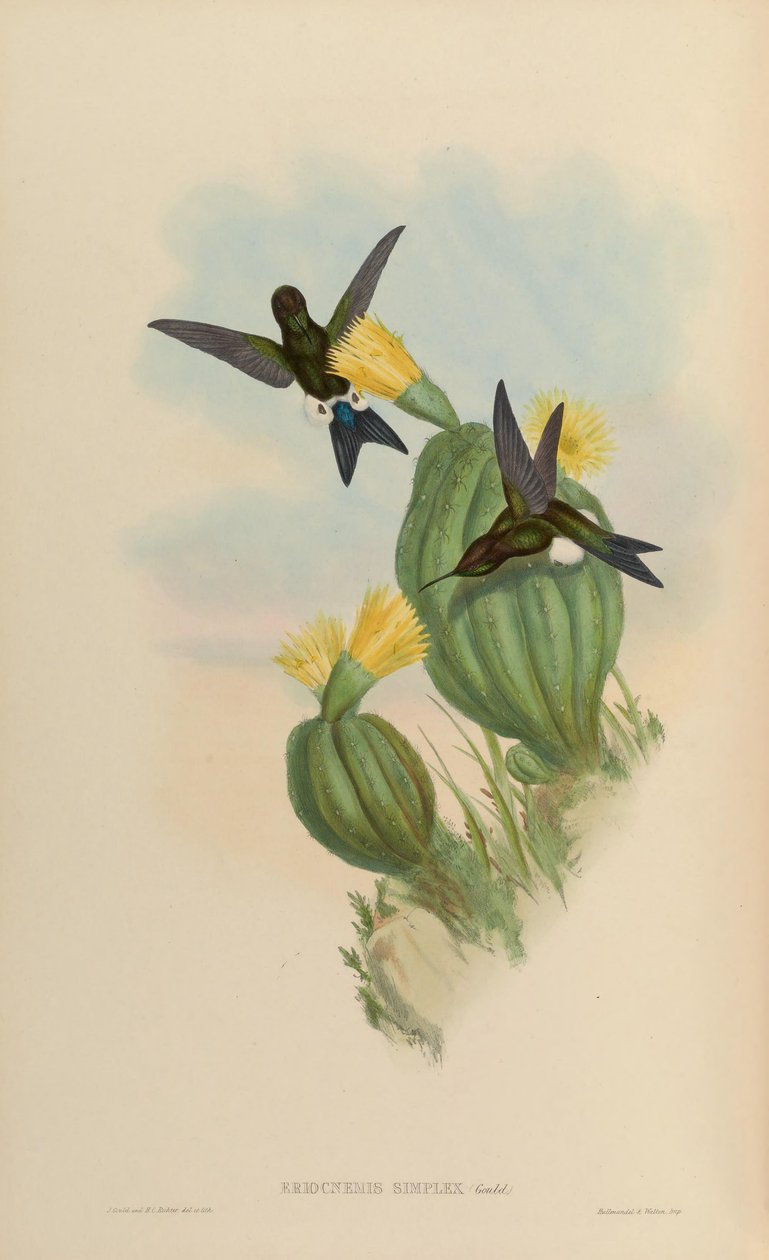 Eriocnemis simplex = Eriocnemis cupreoventris od John Gould