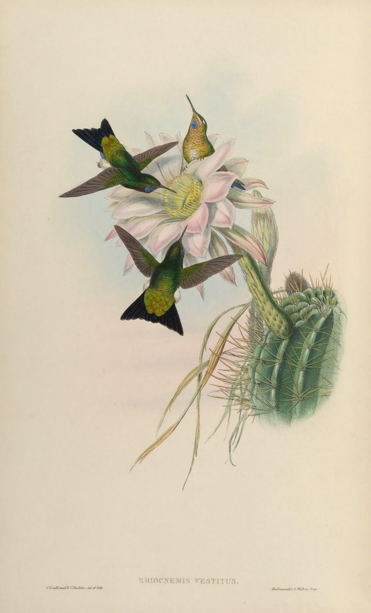 Eriocnemis vestitus = Eriocnemis vestita od John Gould
