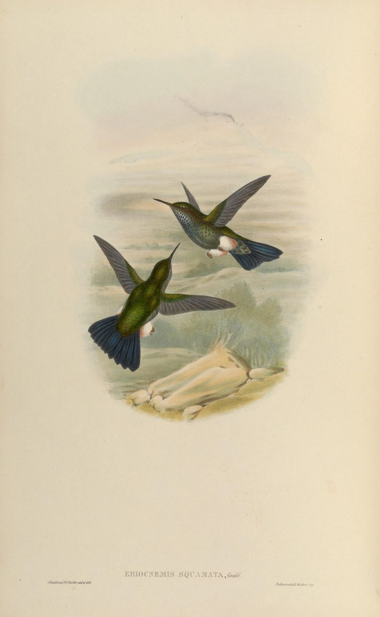 Eriocnemys lugens = Haplophaedia od John Gould