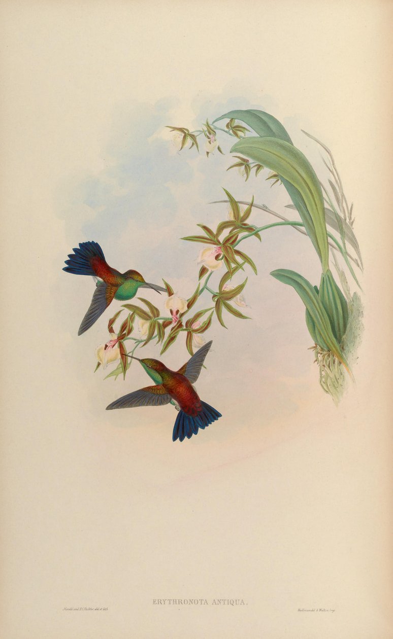 Erythronota antiqua = Amazilia tobaci erythronotos od John Gould