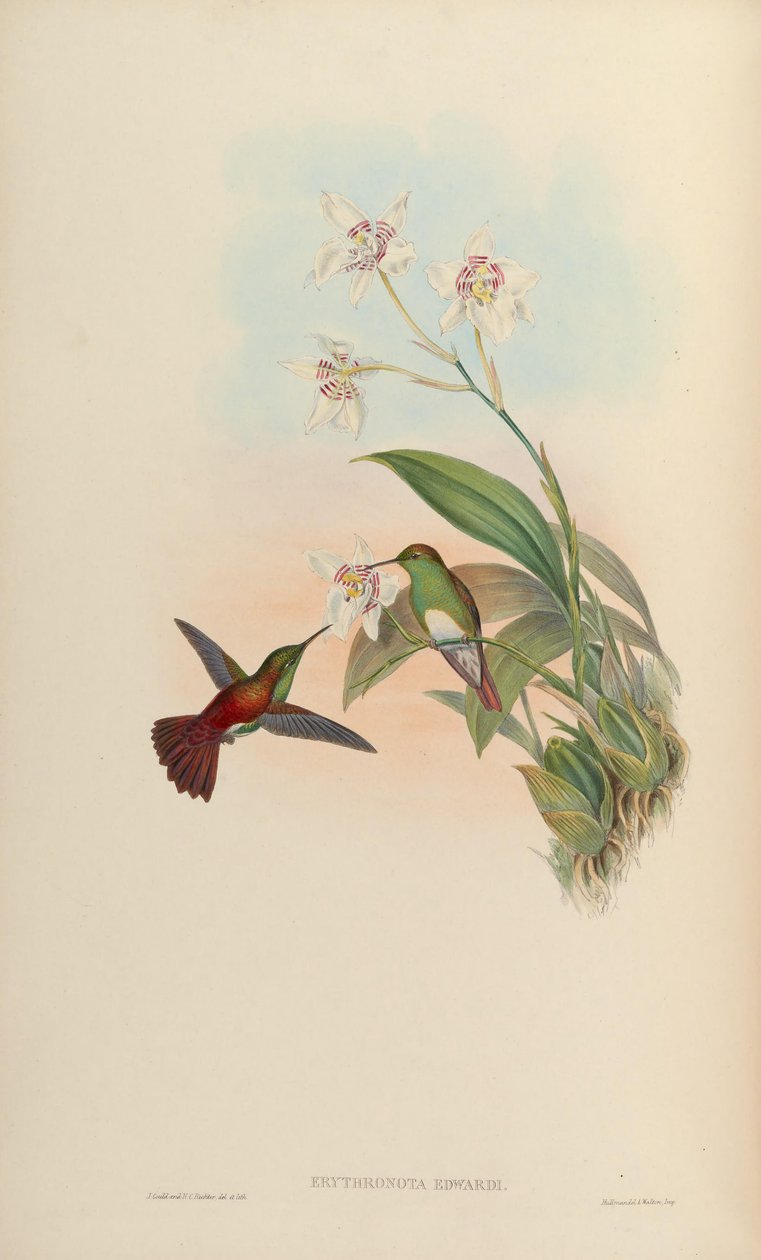 Erythronota edwardi = Amazilia edward od John Gould