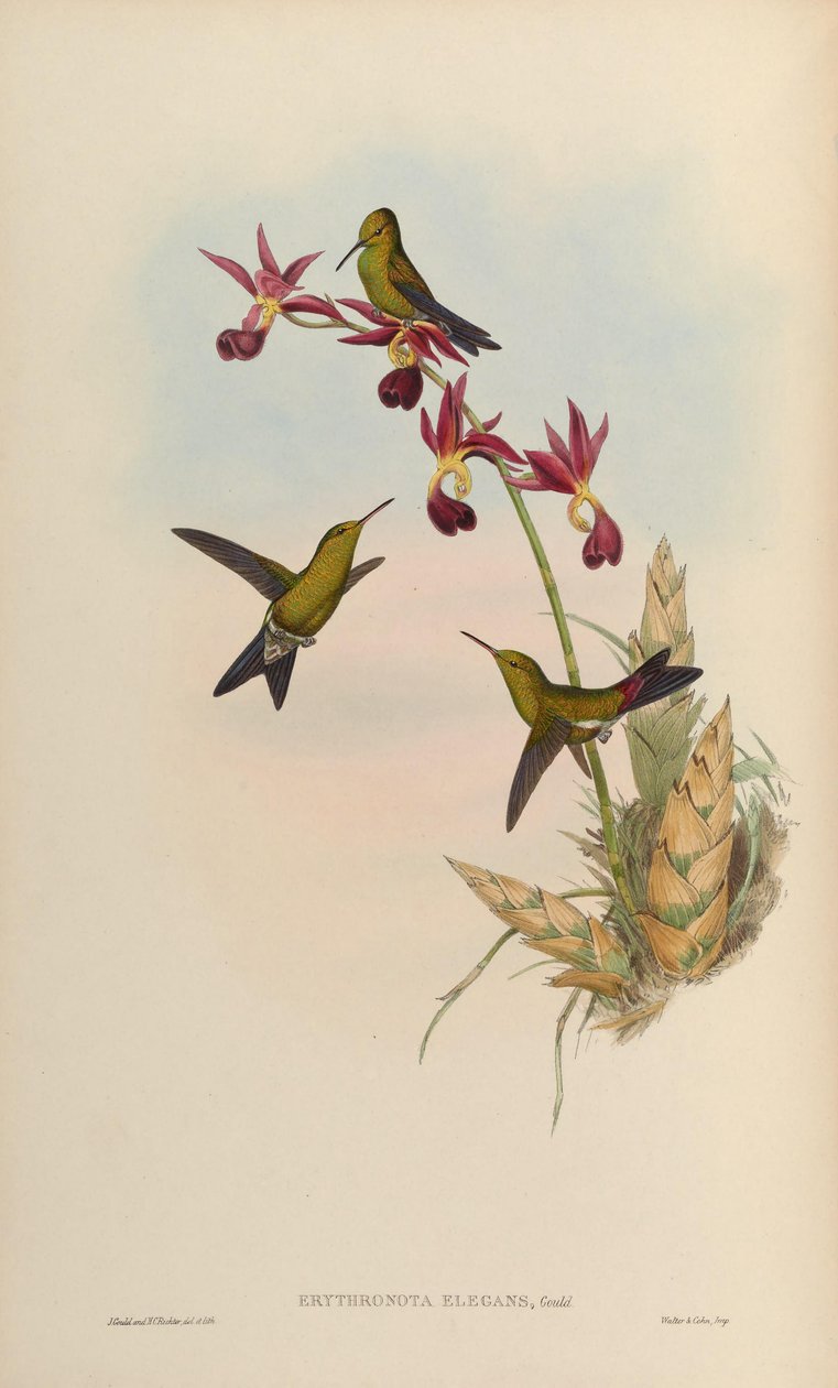 Erythronota elegans = Chlorostilbon elegans od John Gould