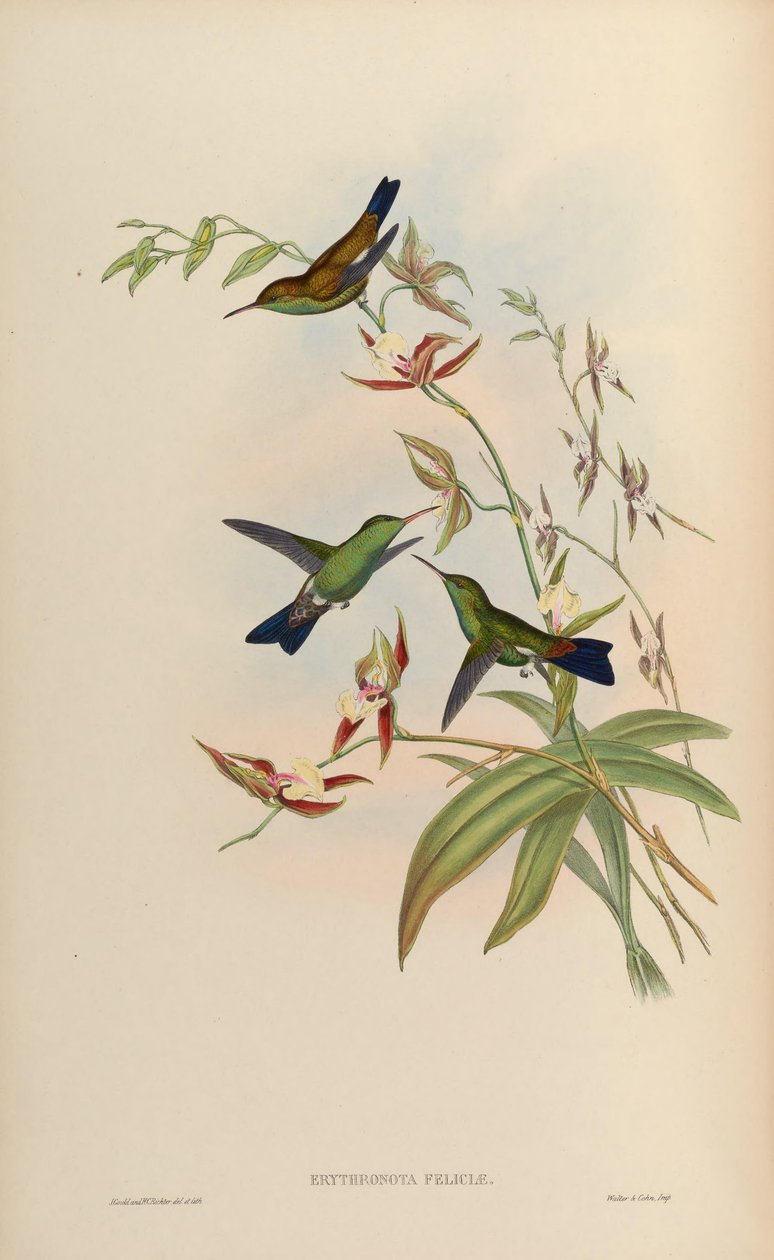 Erythronota feliciae = Amazilia tobaci feliciae od John Gould